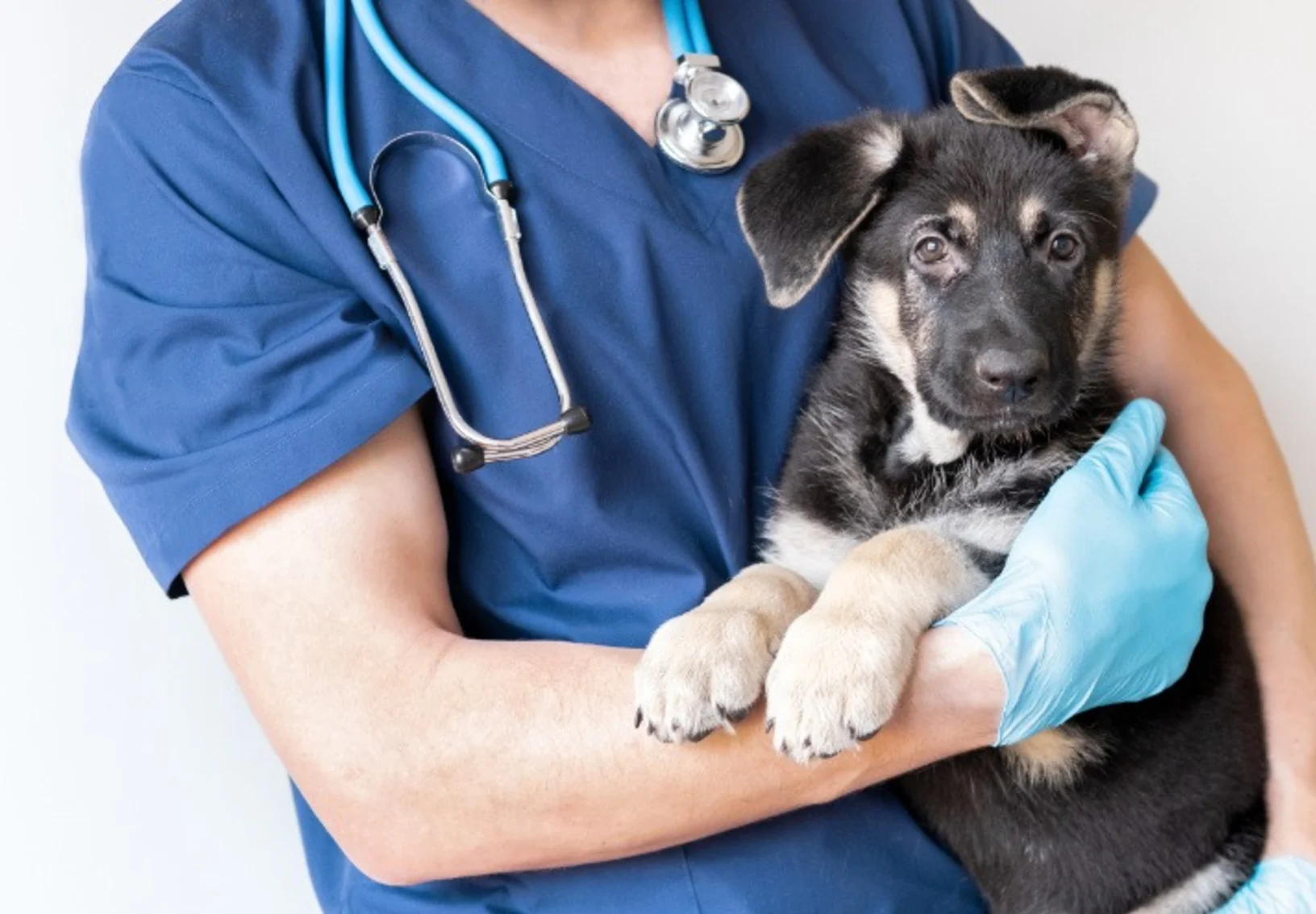 Veterinarian Holding a Black Dog